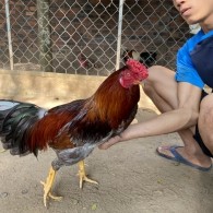 GÀ LÔNG 11