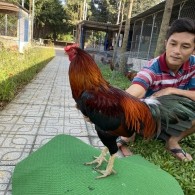 ĐẤU TRƯỜNG THOMO 5
