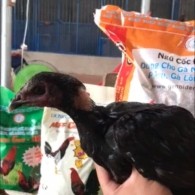 Mã số 17 - Ô chân đen mắt ếch 1.9kg, 1 đai chân trái (Gà đã bán)