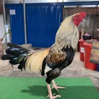 CHUỐI TIGER 2*, 3KG