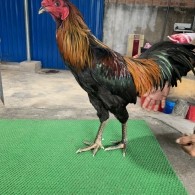 QUE NGHỆ HÁNG ĐẤU THOMO