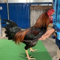 QUE MÀN TRÍCH 2.7KG HÀNG ĐẤU THOMO