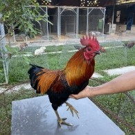 QUE CHÂN XANH