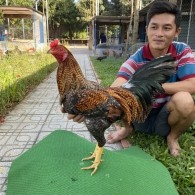 ĐẤU TRƯỜNG THOMO 7