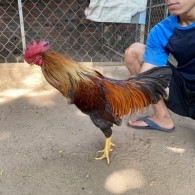 GÀ LÔNG 16