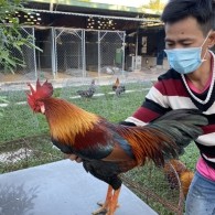 ĐIỀU XANH LÁ