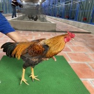 XÁM VÀNG MỒNG CHẬP