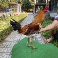 ĐẤU TRƯỜNG THOMO 8