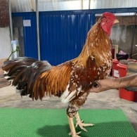 KHÉT BÔNG 3.2KG MU TRẦN THẦN CHƯỞNG