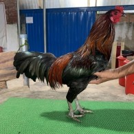 QUE LÝ TIỂU LONG 2.8KG HÀNG THOMO CHÍNH HIỆU