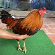 ĐIỀU BÔNG CHÂN XANH 