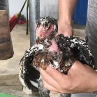 Mã số 10 - Điều bông chân trắng vuông, 2 đai, 1 trái - 1 phải (Gà đã bán)