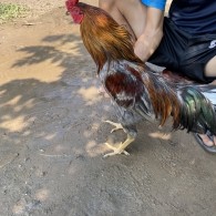 GÀ LÔNG 02