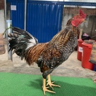 CÚ TÊN LỬA 2.6KG LAI MÁU