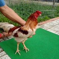 GÀ BƯỚM 3