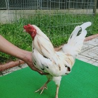 GÀ BƯỚM 4