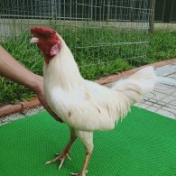 GÀ BƯỚM 5