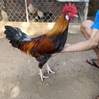 GÀ LÔNG 24