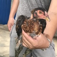 Mã số 15 - Ó đỏ chân vuông 1.6kg, 5 đai, 3 trái - 2 phải (Gà đã bán)