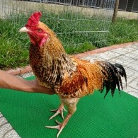 GÀ CÚ