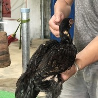 Mã số 12 - Ó bịp chân xanh vàng 1.5kg, 2 đai chân trái (Gà đã bán)
