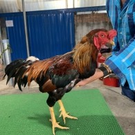 ĐIỀU C1 HÀNG ĐẤU