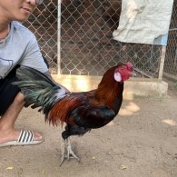 GÀ LÔNG 17