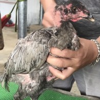 Mã số 8 - Xám tro dòng phèn xha6n vuôn, mặt lọ 1.9kg (Gà đã bán)