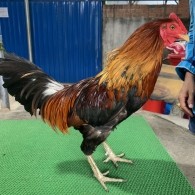 ĐIỀU SEVEN 7*, 2.4KG DÒNG SIL MỸ