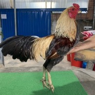 XÁM CHUỐI ĐẠI BÁC 2.9KG