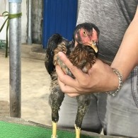 Mã số 14 - Ó chân vàng, 8 móng đen 1.7kg, 4đai, 2 trái - 2 phải (Gà đã bán)