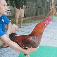 GÀ VÀNG BÔNG