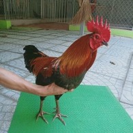 QUE LÁ