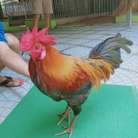 QUE MỒNG LÁ