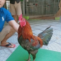 QUE MỒNG DÂU