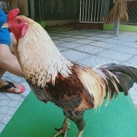 XÁM CHUỐI