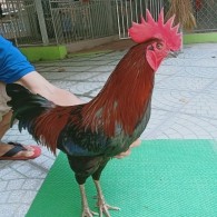 QUE MỒNG LÁ