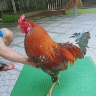 ĐIỀU BÔNG CHÂN XANH