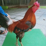 ĐIỀU CHẬP CHÂN XANH