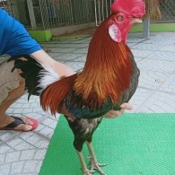 ĐIỀU XANH MỒNG CẮT