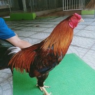 ĐIỀU MỒNG TRÍCH
