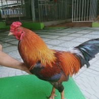 ĐIỀU VÀNG