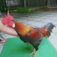 ĐIỀU XANH MỒNG CẮT