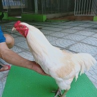 NHẠN MỒNG TRÍCH