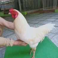 NHẠN MỒNG CHẬP