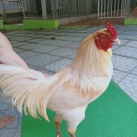 NHẠN CHÂN XANH