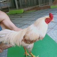 CHUỐI XÁM