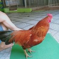 VÀNG CHÂN XANH