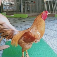 KHÉT VÀNG MỒNG TRÍCH