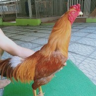 VÀNG CỰA ĐEN